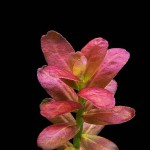 南美小圆叶-缩略图-6