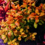 南美小圆叶-缩略图-7