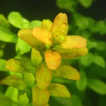 南美小圆叶-缩略图-8