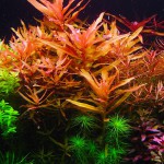 红柳草-缩略图-1