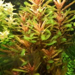 红柳草-缩略图-2