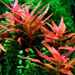 红柳草-缩略图-3