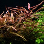 红柳草-缩略图-4