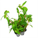 红柳草-缩略图-5