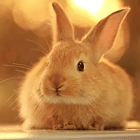 宠物兔