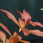 丁香草-缩略图-1