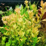 丁香草-缩略图-8