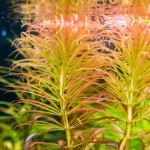 古巴叶底红-缩略图-1