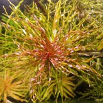 古巴叶底红-缩略图-2