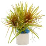 古巴叶底红-缩略图-3