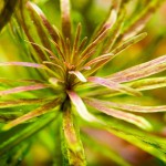 古巴叶底红-缩略图-4