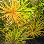 古巴叶底红-缩略图-5