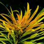 古巴叶底红-缩略图-6