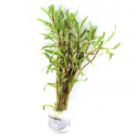 大红梅草-缩略图-1