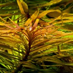 大红梅草-缩略图-2