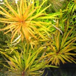 大红梅草-缩略图-3