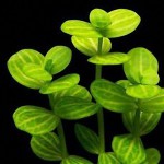 瓜子草-缩略图-1