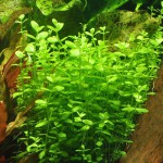 瓜子草-缩略图-2