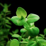 瓜子草-缩略图-4