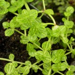 瓜子草-缩略图-6