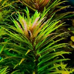 三角叶-缩略图-2