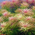 三角叶-缩略图-3