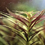 三角叶-缩略图-4