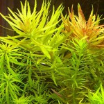 三角叶-缩略图-5