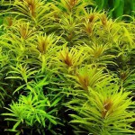 三角叶-缩略图-6