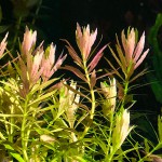 三角叶-缩略图-7