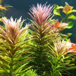 三角叶-缩略图-9