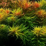 三角叶-缩略图-10