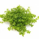 珍珠草-缩略图-1