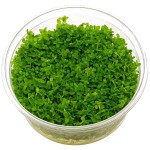 珍珠草-缩略图-2