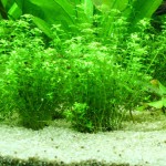 珍珠草-缩略图-3