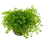 珍珠草-缩略图-4