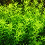 珍珠草-缩略图-5