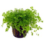 珍珠草-缩略图-6