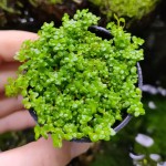 珍珠草-缩略图-7