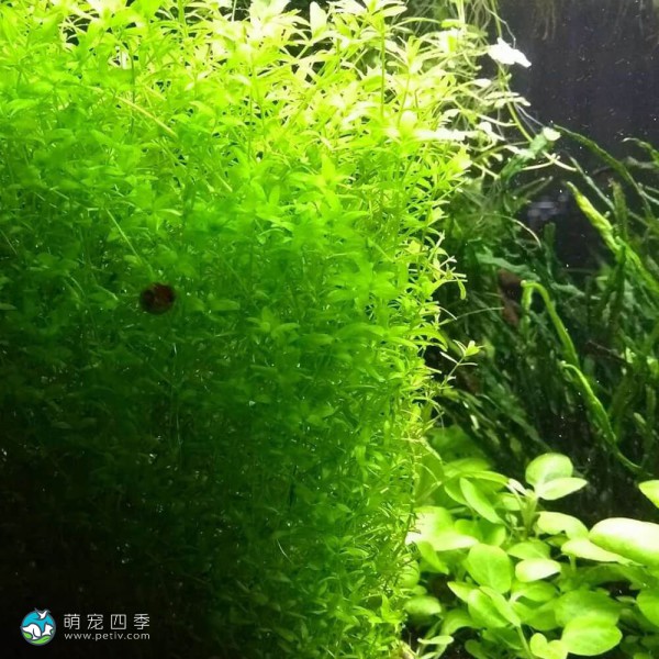 珍珠草-8