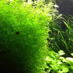 珍珠草-缩略图-8