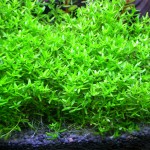 珍珠草-缩略图-10