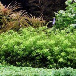 珍珠草-缩略图-11