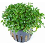 矮珍珠-缩略图-1