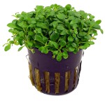 矮珍珠-缩略图-2