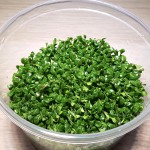 矮珍珠-缩略图-3