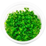 矮珍珠-缩略图-5