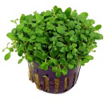 矮珍珠-缩略图-7