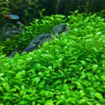 矮珍珠-缩略图-8