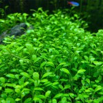 矮珍珠-缩略图-9